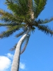 PICTURES/Tourist Sites in Florida Keys/t_Pigeon Key - Palm Tree 1.JPG